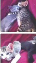 4 filhotes