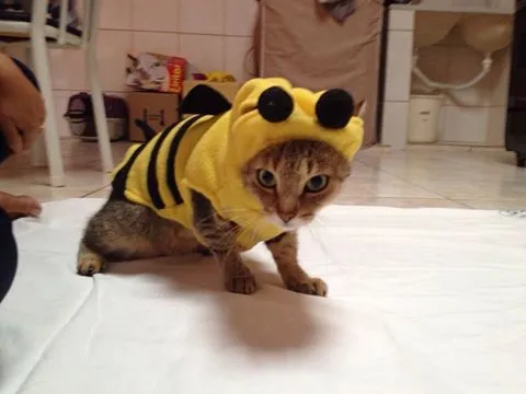 Gato ra a SRD idade 1 ano nome Mimi