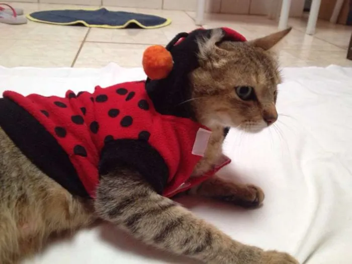 Gato ra a SRD idade 1 ano nome Mimi