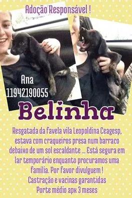 Cachorro ra a SRD idade 2 a 6 meses nome Belinha
