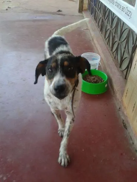 Cachorro ra a SRD idade 1 ano nome Ozzy