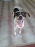 Ozzy