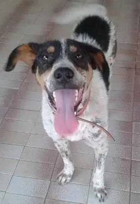 Cachorro raça SRD idade 1 ano nome Ozzy