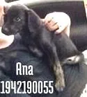 Cachorro ra a SRD idade 2 a 6 meses nome Belinha