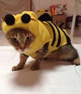 Gato ra a SRD idade 1 ano nome Mimi