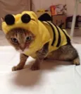 Mimi