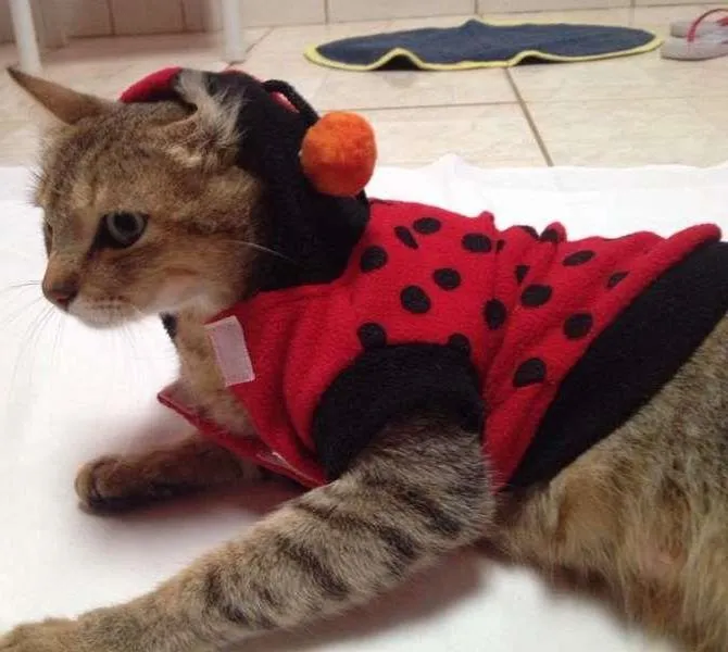 Gato ra a SRD idade 1 ano nome Mimi
