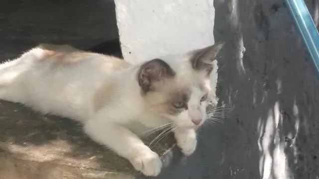 Gato ra a mestiço idade 2 a 6 meses nome Luke