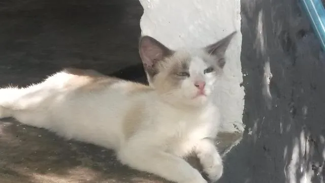 Gato ra a mestiço idade 2 a 6 meses nome Luke