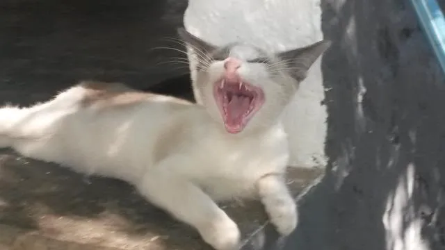 Gato ra a mestiço idade 2 a 6 meses nome Luke