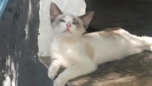 Gato ra a mestiço idade 2 a 6 meses nome Luke