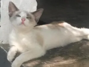 Gato raça mestiço idade 2 a 6 meses nome Luke