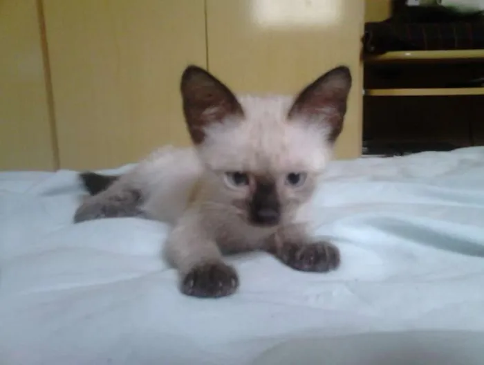 Gato ra a Siamês/SRD idade 2 a 6 meses nome 4 gatinhos