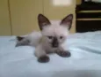 4 gatinhos