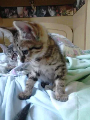 Gato raça Siamês/SRD idade 2 a 6 meses nome 4 gatinhos