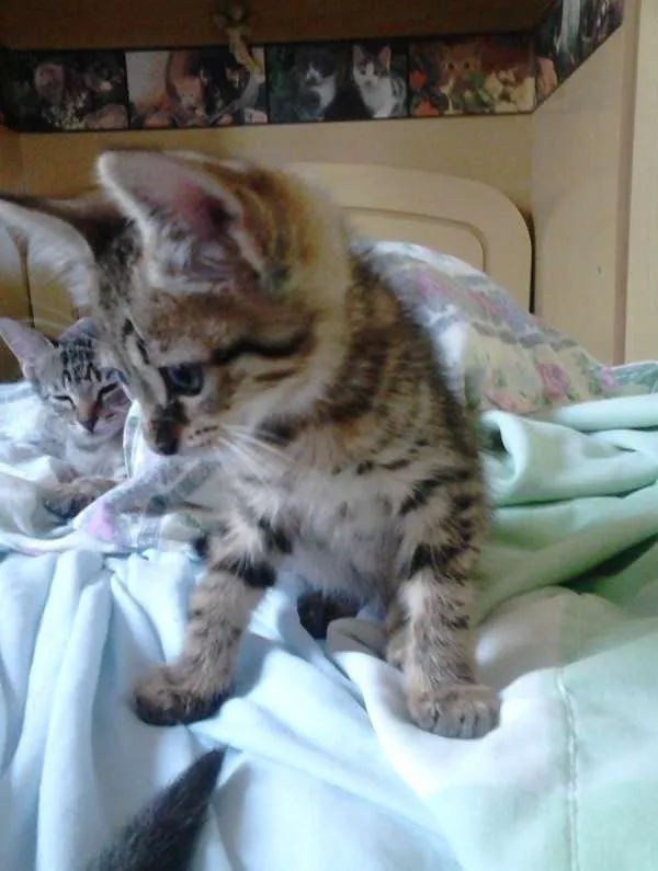 Gato ra a Siamês/SRD idade 2 a 6 meses nome 4 gatinhos