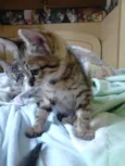 4 gatinhos