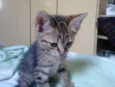4 gatinhos