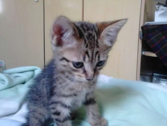Gato ra a Siamês/SRD idade 2 a 6 meses nome 4 gatinhos