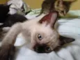 4 gatinhos