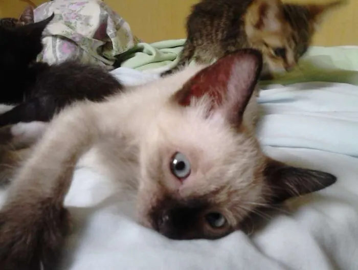Gato ra a Siamês/SRD idade 2 a 6 meses nome 4 gatinhos