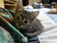 4 gatinhos