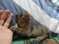 4 gatinhos