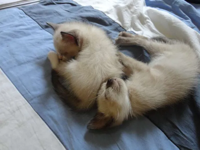Gato ra a Siamês/SRD idade 2 a 6 meses nome 4 gatinhos