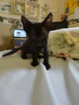 4 gatinhos