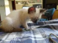 4 gatinhos