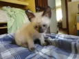 4 gatinhos