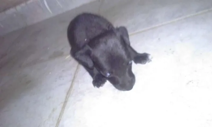 Cachorro raça vira lata idade Abaixo de 2 meses nome -