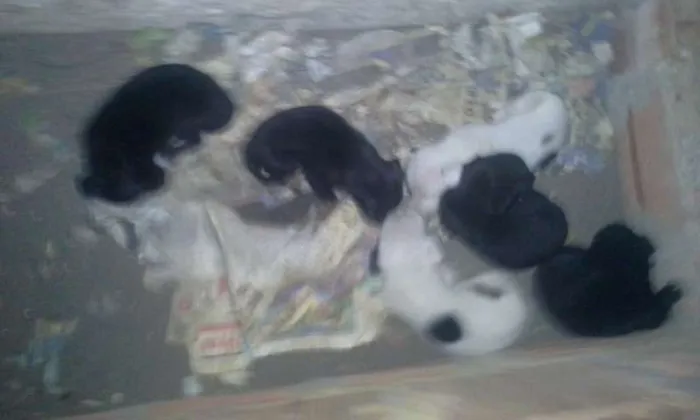 Cachorro raça vira lata idade Abaixo de 2 meses nome -