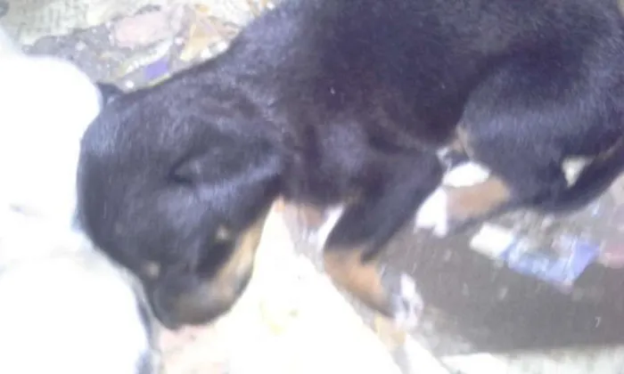 Cachorro raça vira lata idade Abaixo de 2 meses nome -
