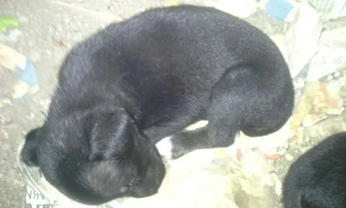 Cachorro raça vira lata idade Abaixo de 2 meses nome -