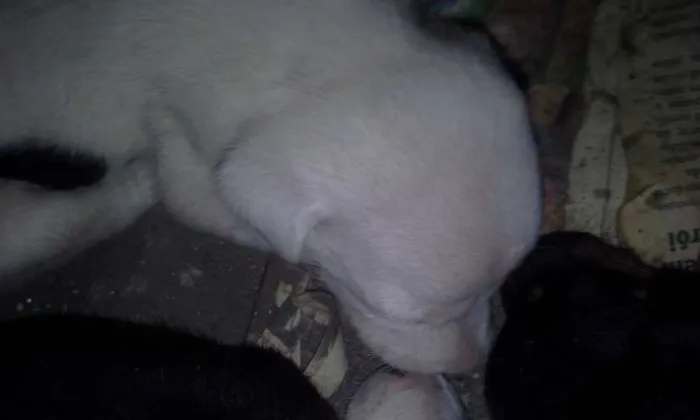 Cachorro raça vira lata idade Abaixo de 2 meses nome -