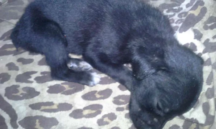 Cachorro raça vira lata idade Abaixo de 2 meses nome -