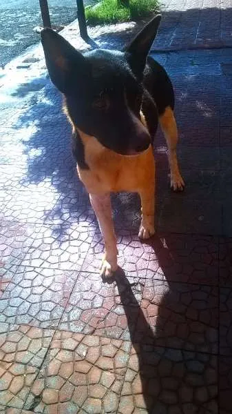 Cachorro ra a SRD idade 3 anos nome Boomer