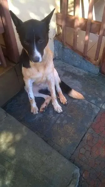 Cachorro ra a SRD idade 3 anos nome Boomer