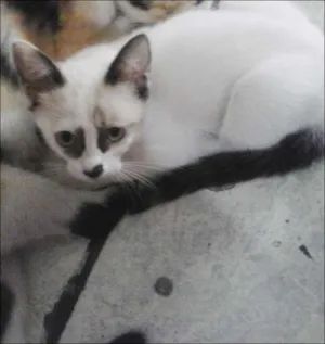 Gato raça Sem raça idade 2 a 6 meses nome Sem nomes
