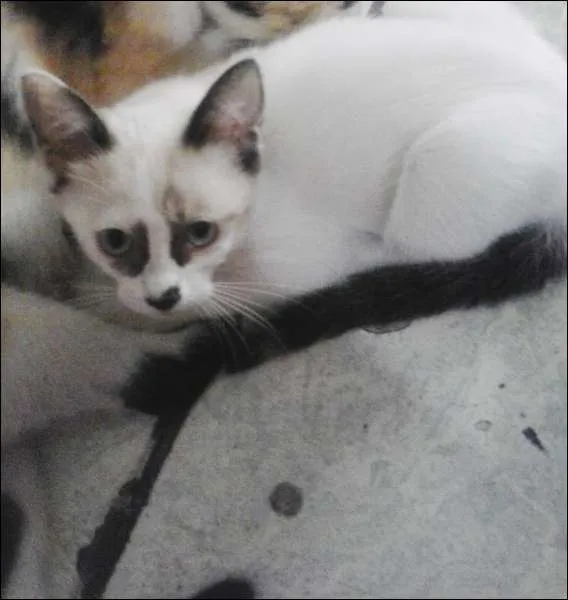 Gato ra a Sem raça idade 2 a 6 meses nome Sem nomes