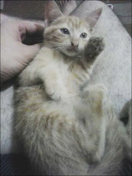 Gato ra a Sem raça idade 2 a 6 meses nome Sem nomes