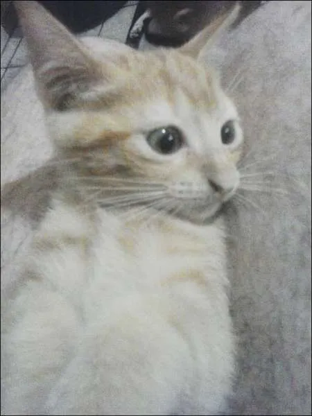 Gato ra a Sem raça idade 2 a 6 meses nome Sem nomes
