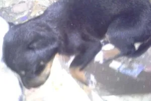 Cachorro raça vira lata idade Abaixo de 2 meses nome -