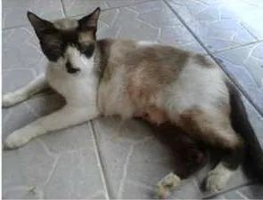 Gato raça Mix siames idade  nome Leona