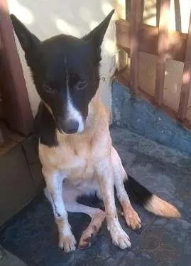 Cachorro raça SRD idade 3 anos nome Boomer