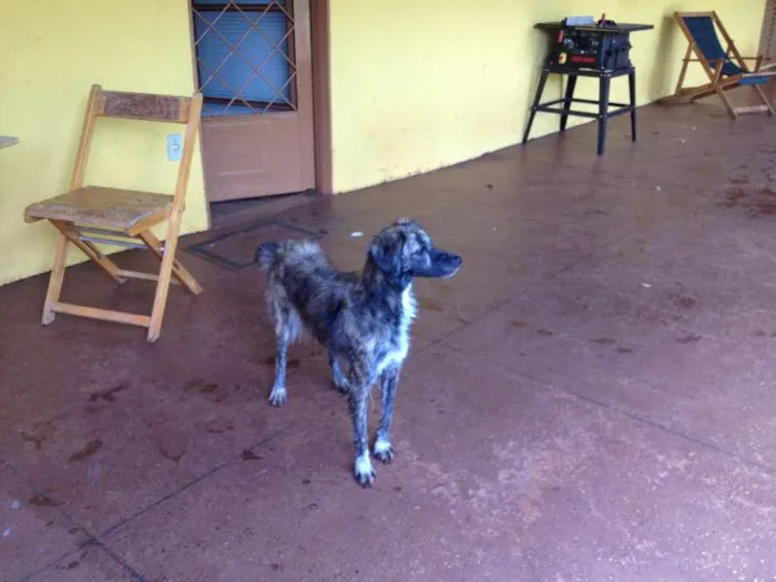 Cachorro ra a SRD idade 7 a 11 meses nome sem nome