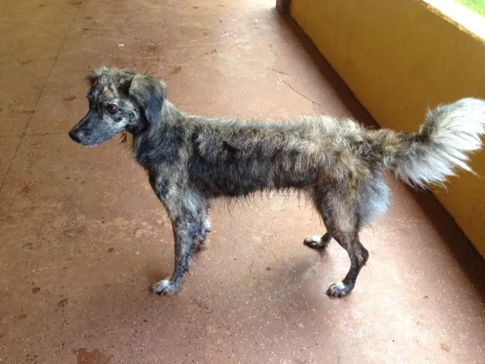 Cachorro ra a SRD idade 7 a 11 meses nome sem nome