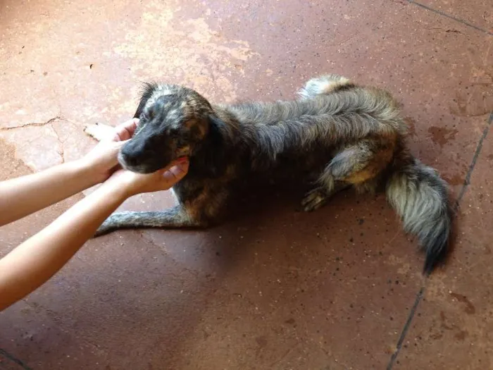 Cachorro ra a SRD idade 7 a 11 meses nome sem nome