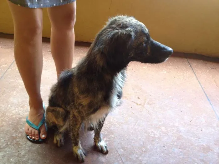 Cachorro ra a SRD idade 7 a 11 meses nome sem nome